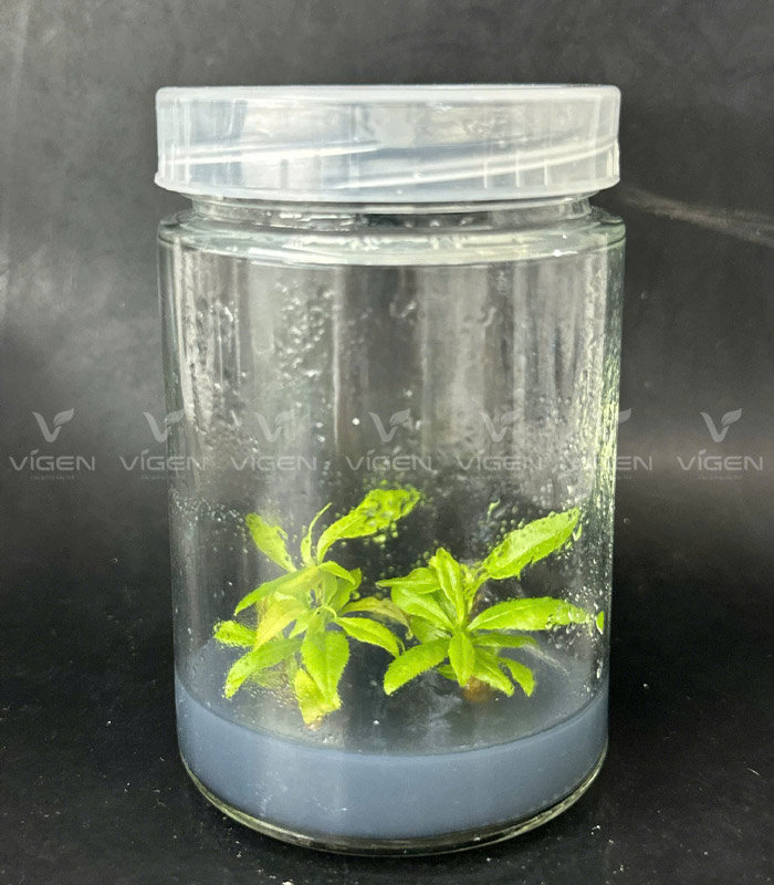 Vigen nuôi cấy mô cây mai vàng Bình Lợi