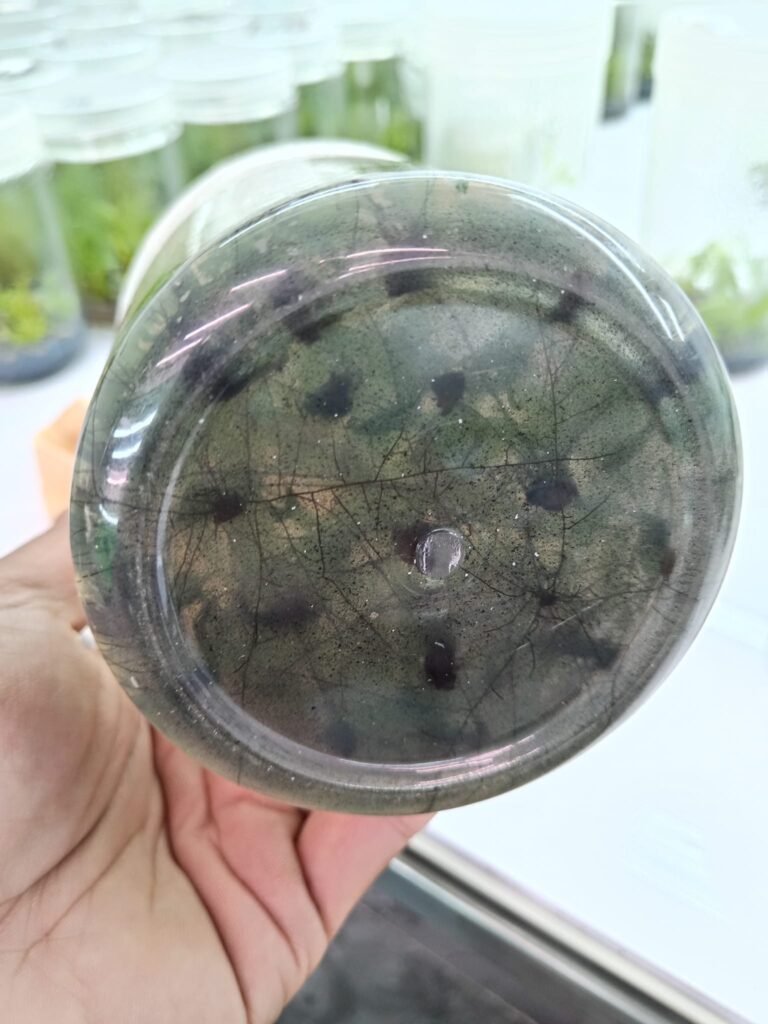 Giai đoạn mai vàng ra rễ trong bình mô