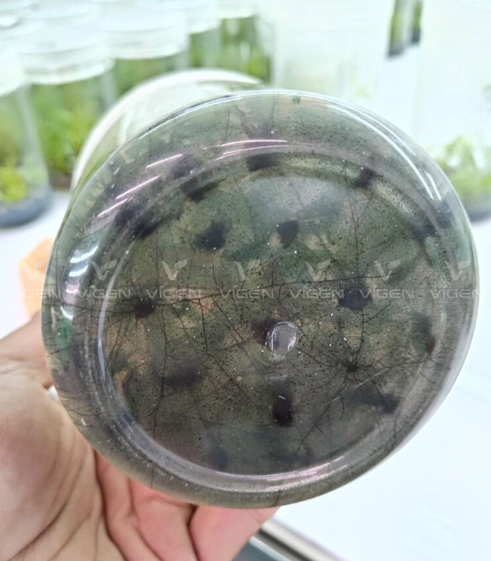 Giai đoạn mai vàng ra rễ trong bình mô