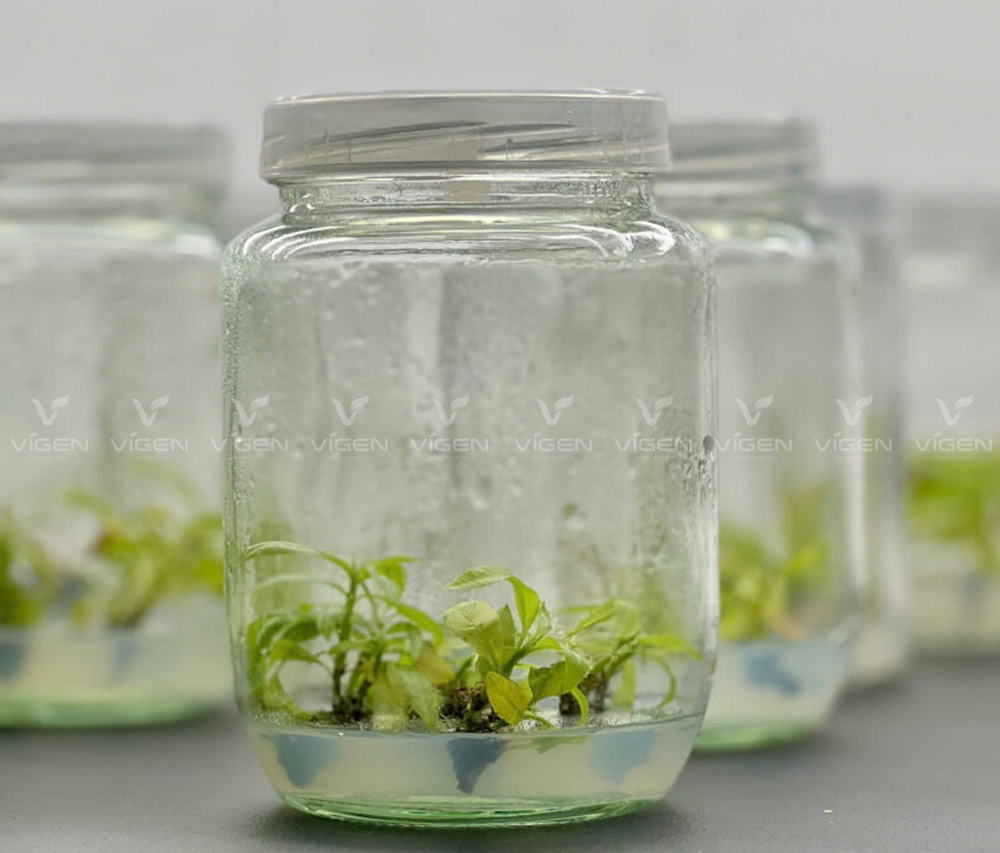 Nuôi cấy mô mai vàng đẹp tại Vigen