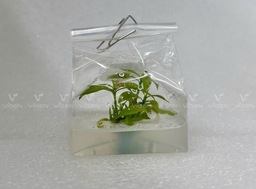 Mai vàng cấy mô giống quý hiếm