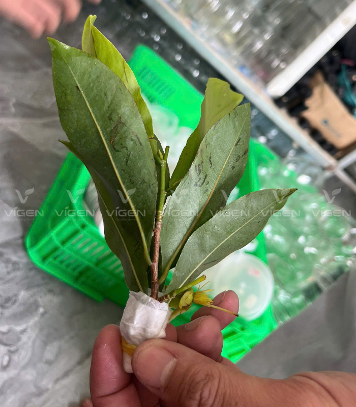 Dùng lá mai để nhân giống nuôi cấy mô cây mai vàng tại Vigen