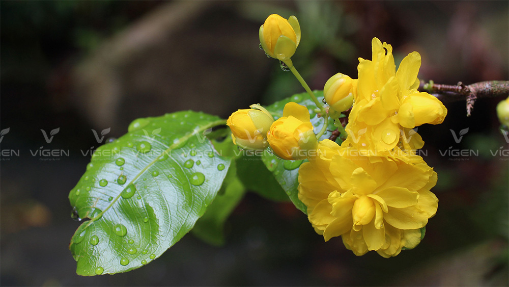 Bệnh sương mai trên cây mai vàng