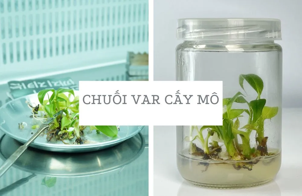 Chuối var là gì và vì sao được yêu thích?
