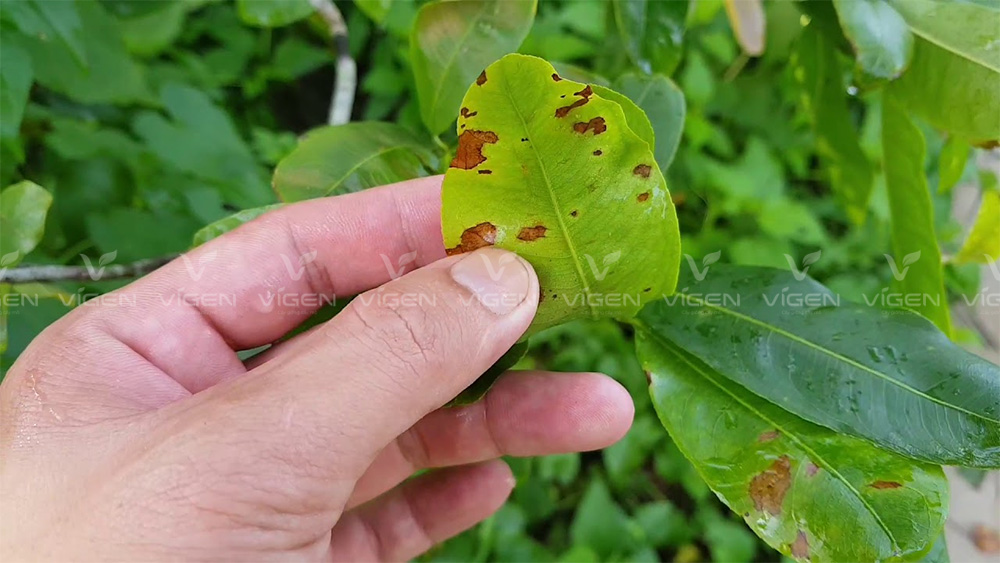 Bệnh sương mai nếu không phát hiện và can thiệp kịp thời có thể gây hậu quả nghiêm trọng cho cây mai vàng