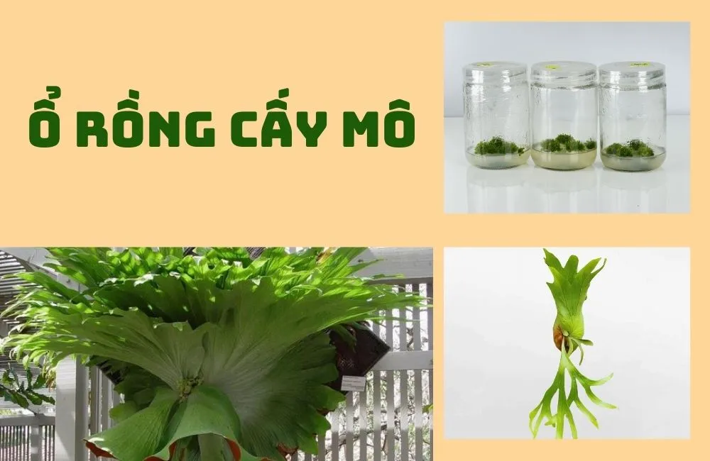 Đặc điểm sinh trưởng của cây ổ rồng cấy mô