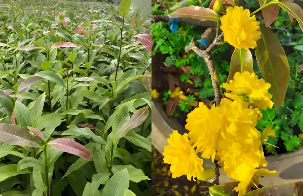 So sánh cấy mô và giâm cành