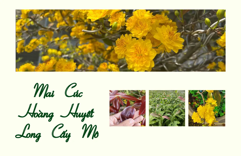 Mai Cúc Hoàng Huyết Long là gì?