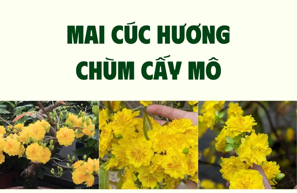 Mai Cúc Hương Chùm là gì? Vì sao được giới chơi mai săn đón?