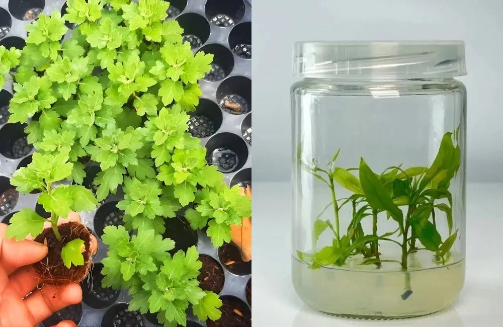 Quy trình nhân giống mai cúc hương chùm cấy mô trong phòng LAB