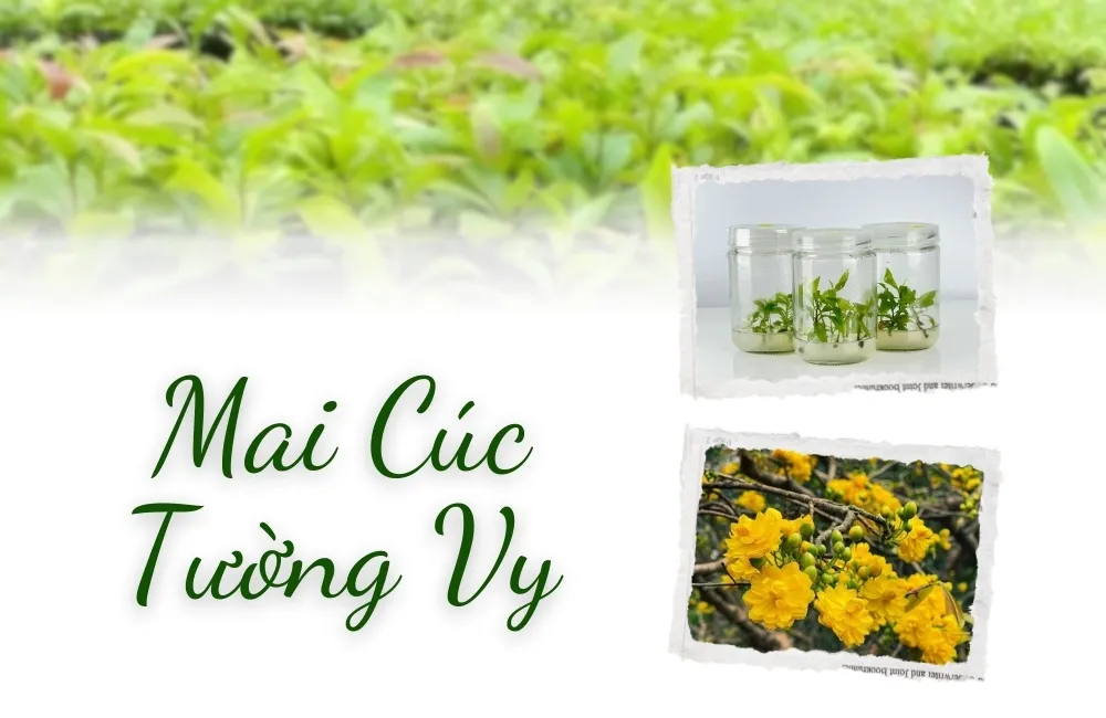 Mai Cúc Tường Vy là gì?