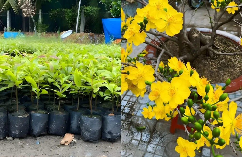 Ưu điểm nổi bật của Mai Cúc Tường Vy cấy mô