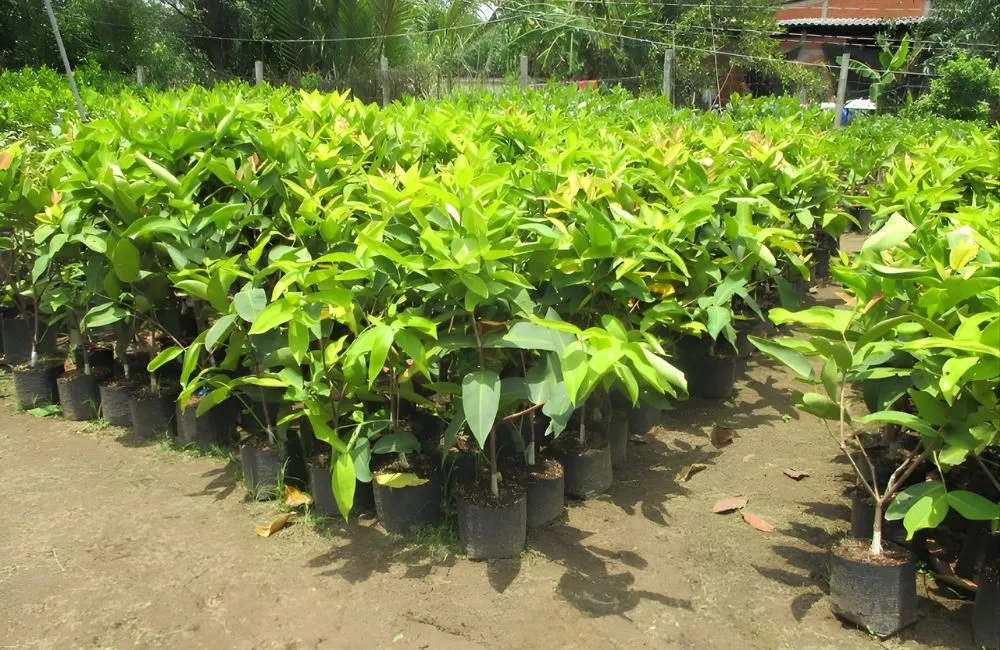 Năng suất và khả năng trồng thương phẩm