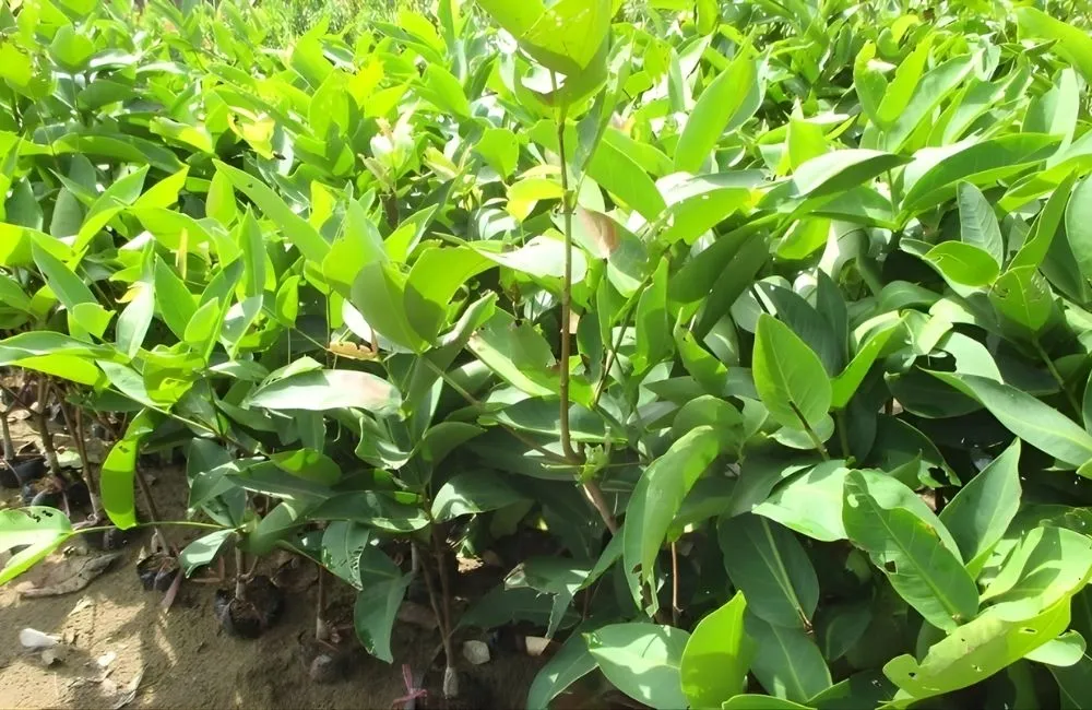 Kỹ thuật trồng và chăm sóc mận An Phước Lớn