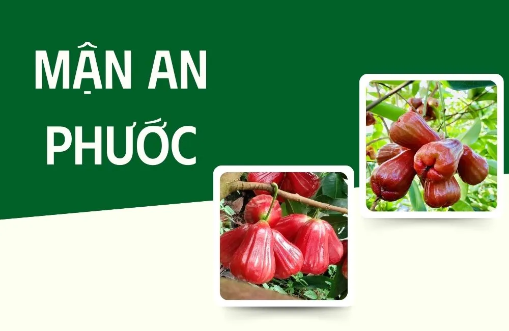 Tổng quan về mận An Phước Lớn