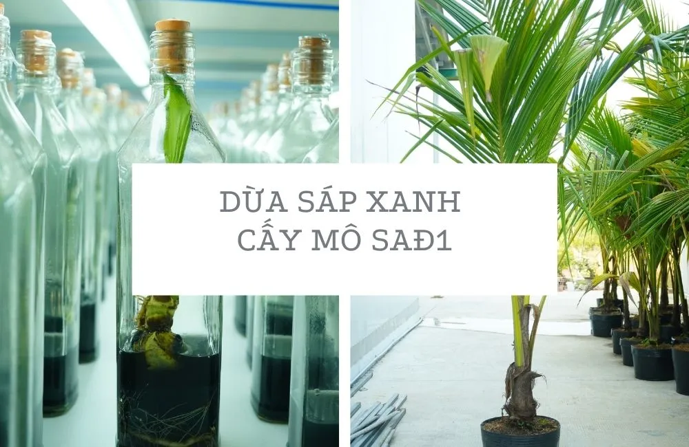 Dừa sáp cấy mô là gì?