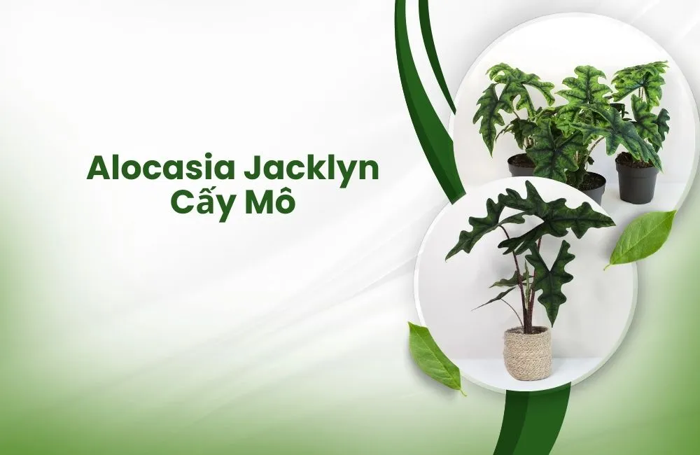 Alocasia Jacklyn cấy mô