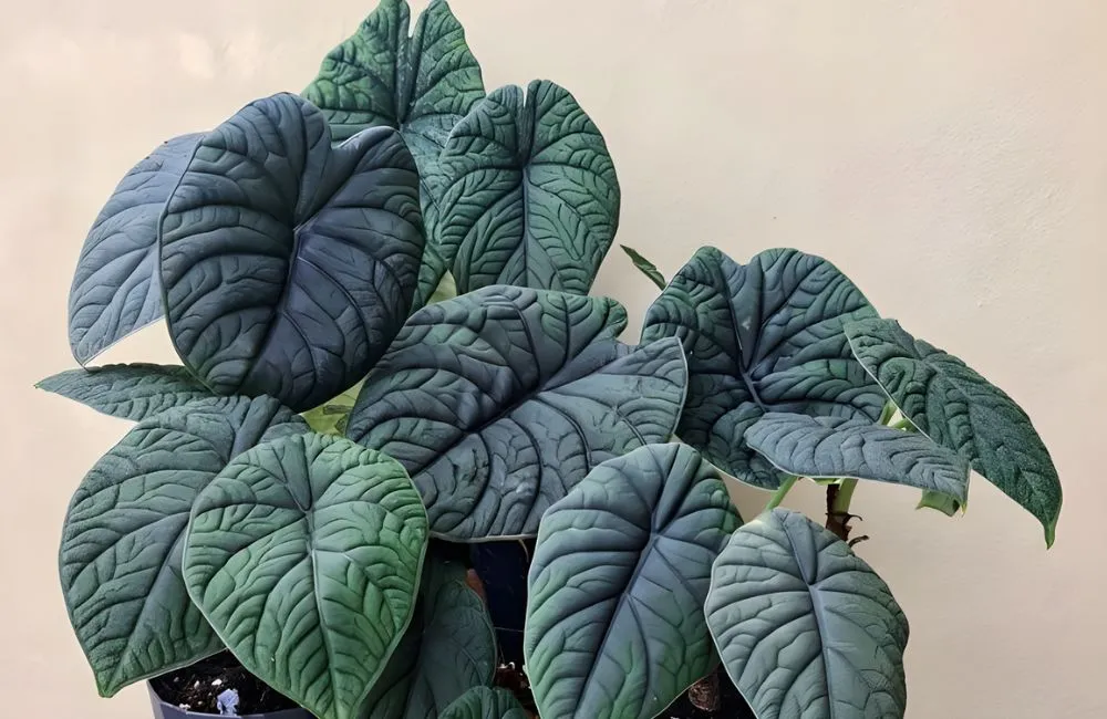 Alocasia Melo Cấy Mô
