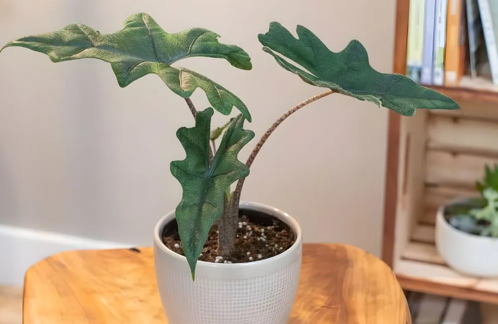 Alocasia Jacklyn cấy mô