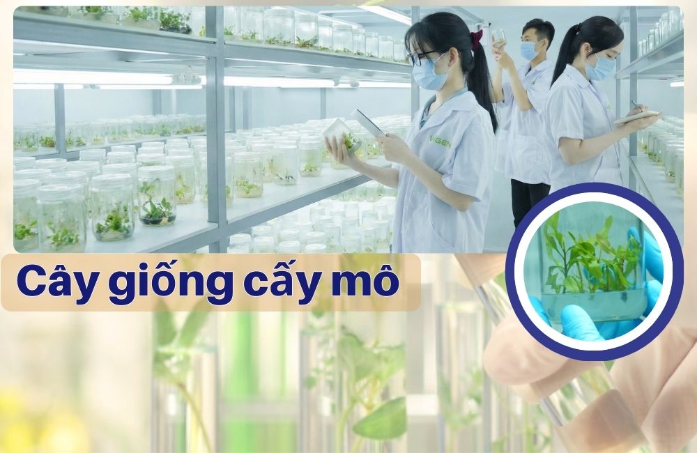 Cây Giống Cấy Mô