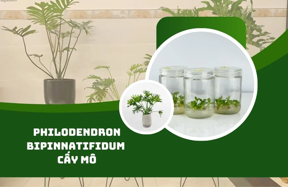 Tổng quan về cây Philodendron Bipinnatifidum cấy mô