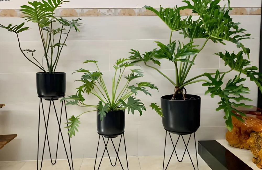 Kỹ thuật trồng và chăm sóc Philodendron Bipinnatifidum cấy mô