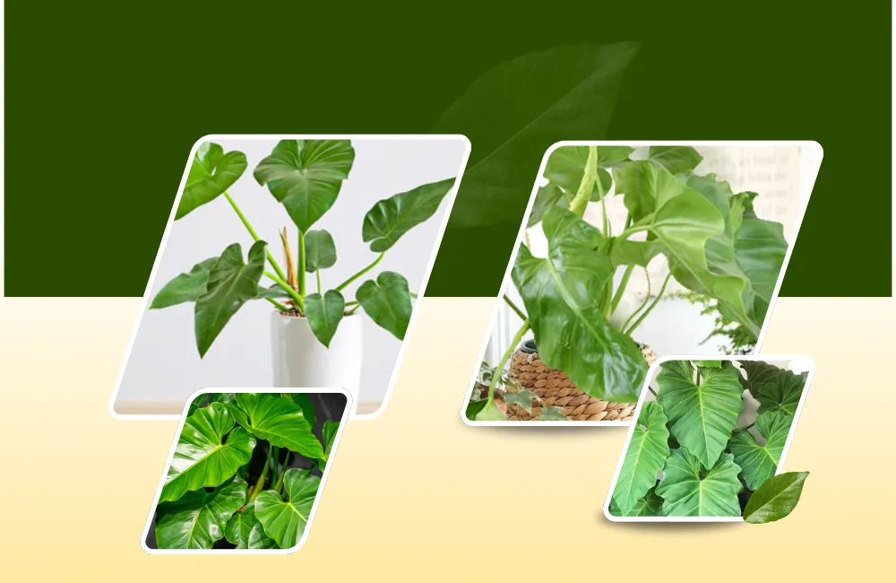 Philodendron Giganteum cấy mô