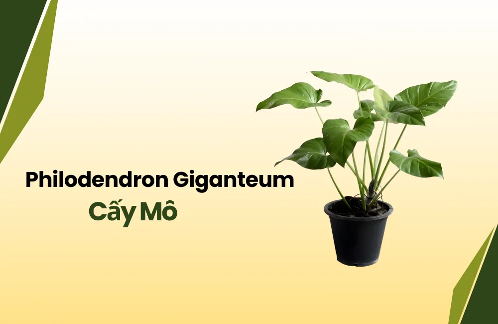 Philodendron Giganteum cấy mô