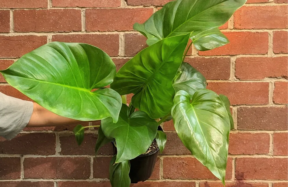 Philodendron Giganteum cấy mô