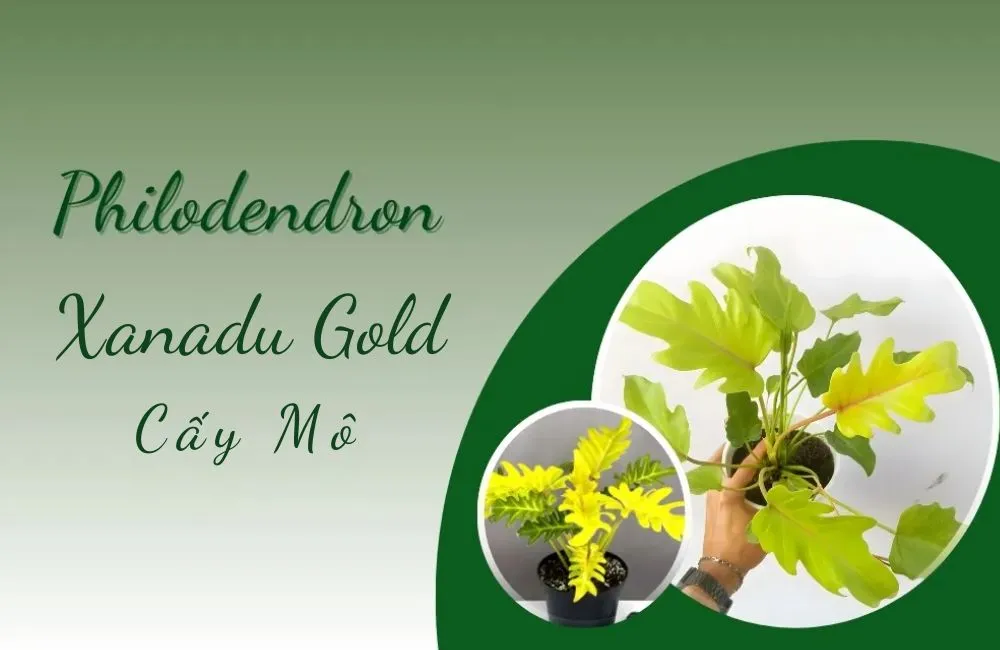 Tổng quan về cây Philodendron Xanadu Gold Cấy Mô