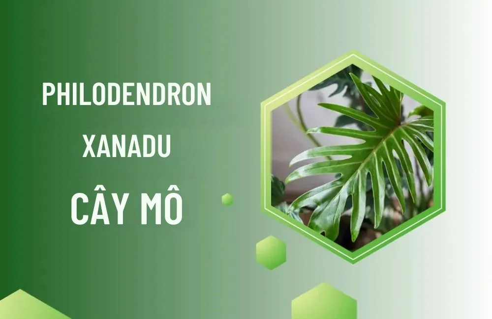 Tổng quan về cây Philodendron Xanadu Cấy Mô