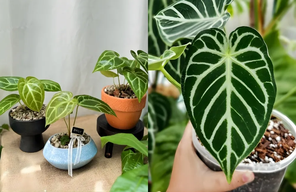 Anthurium cấy mô