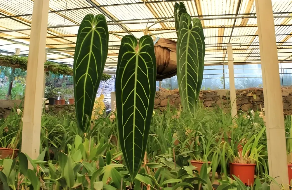 Giá Anthurium Cấy Mô trên thị trường hiện nay