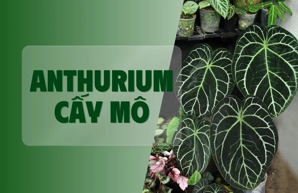 Anthurium cấy mô