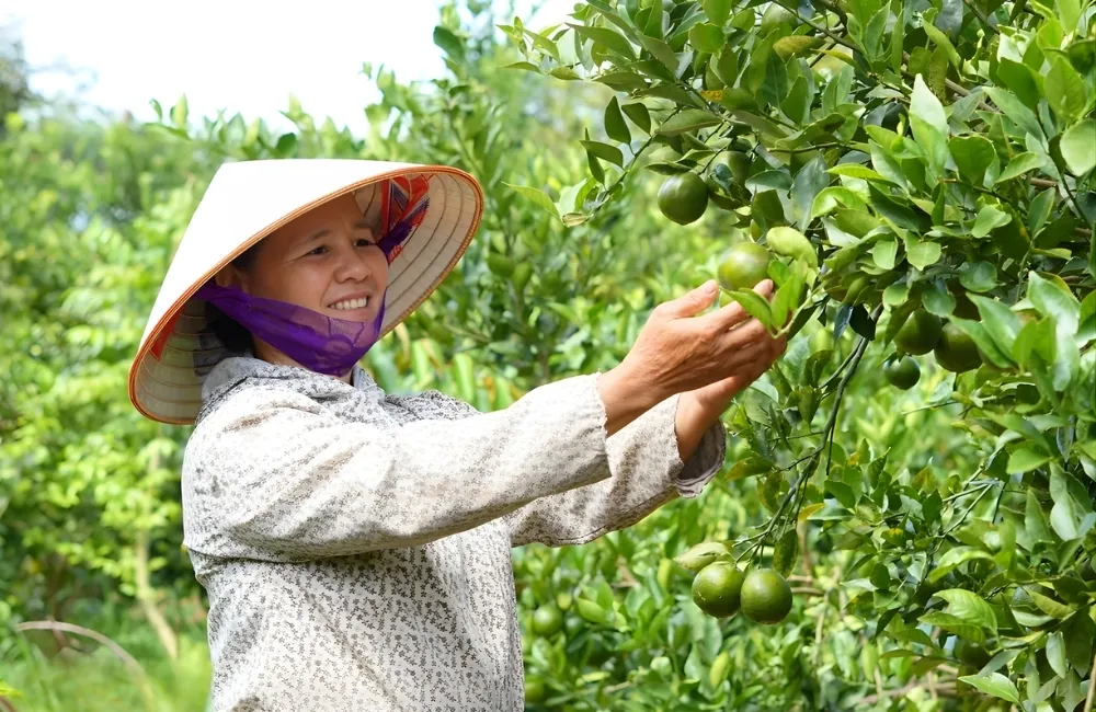 Những yếu tố quyết định giá cây ăn quả