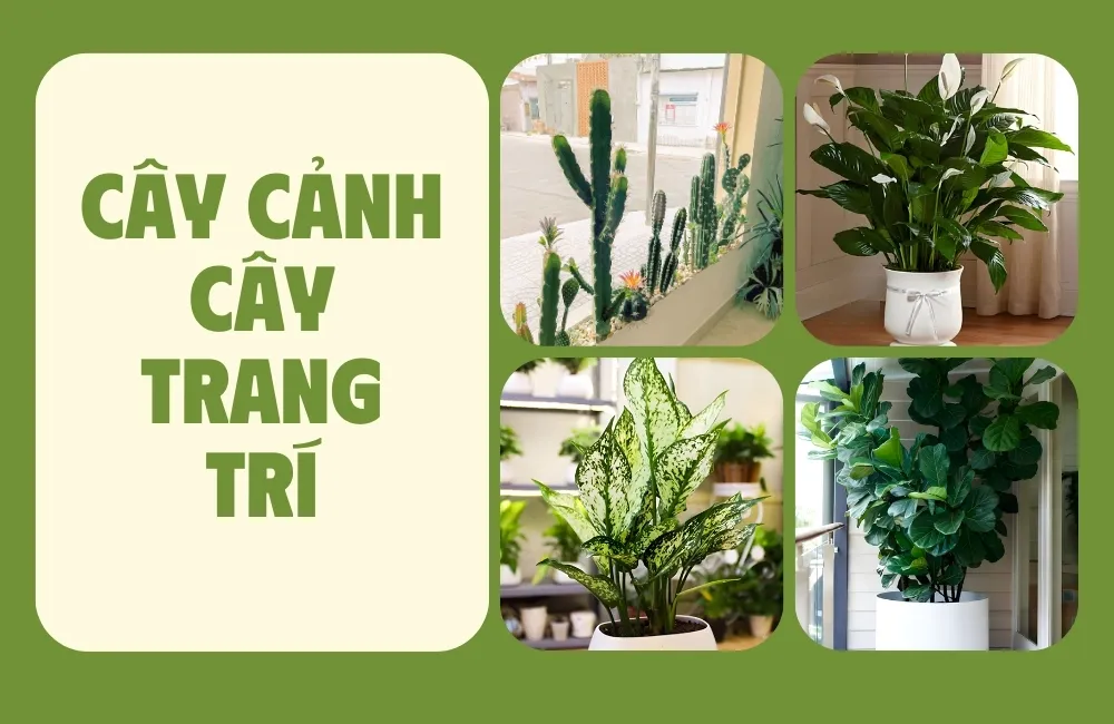cây cảnh – cây trang trí