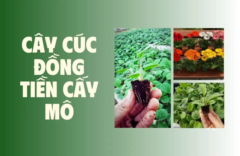 cây cúc đồng tiền cấy mô