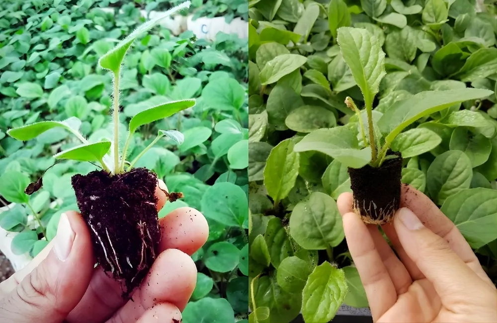 Hướng dẫn trồng và chăm sóc cúc đồng tiền cấy mô