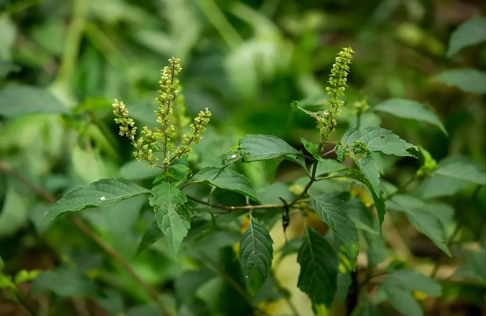 Phù hợp sản xuất hàng hóa & chế biến sâu