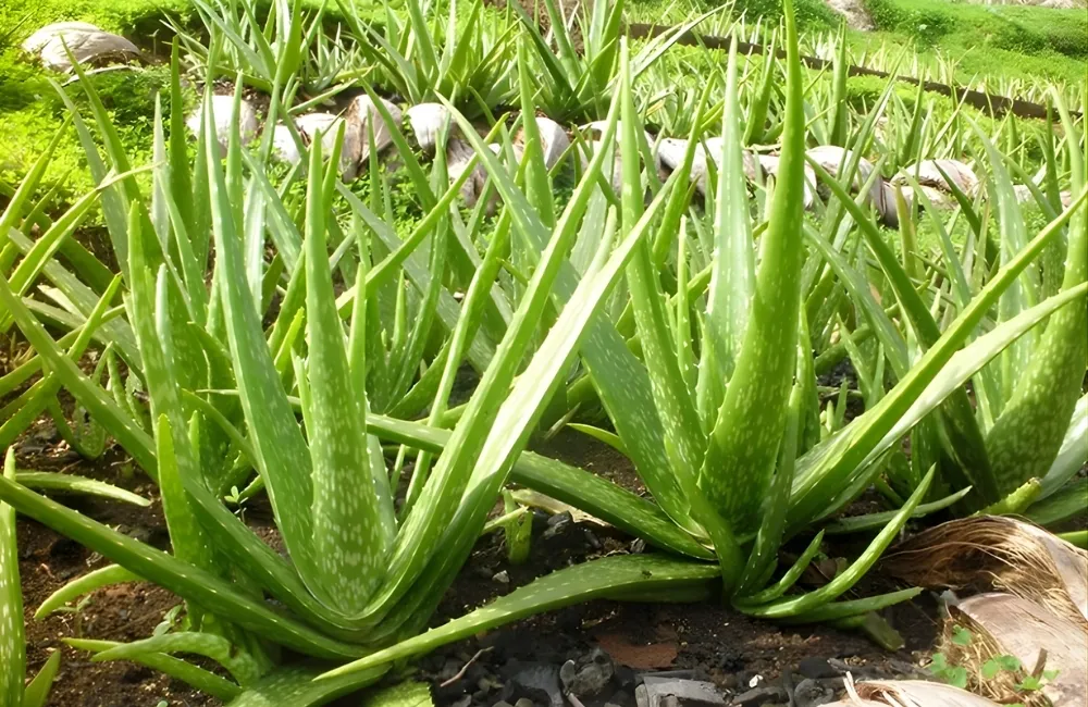 Vì sao nên chọn cây dược liệu tại ViGen?