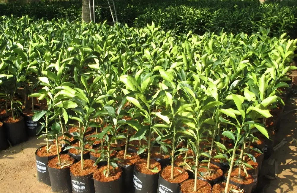 Điểm nổi bật của cây giống bưởi tại ViGen