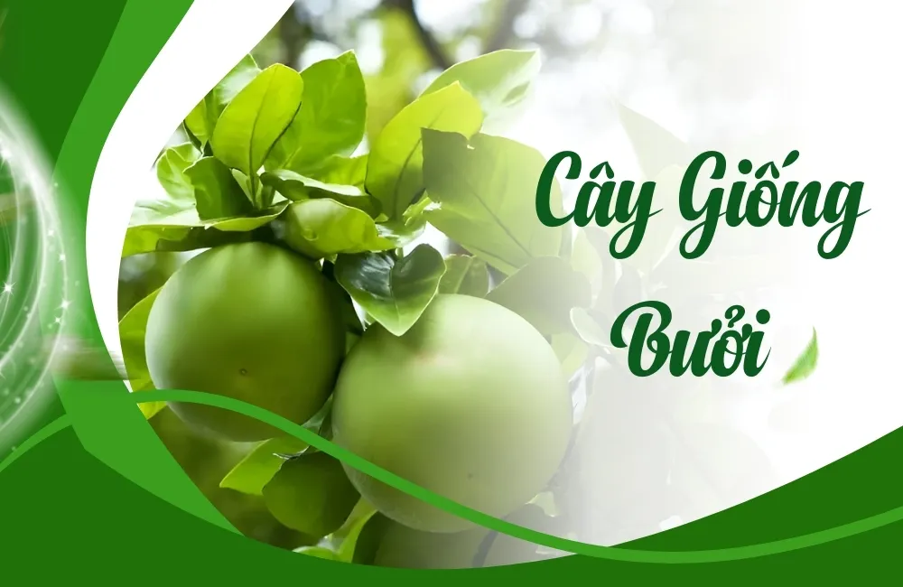 cây giống bưởi