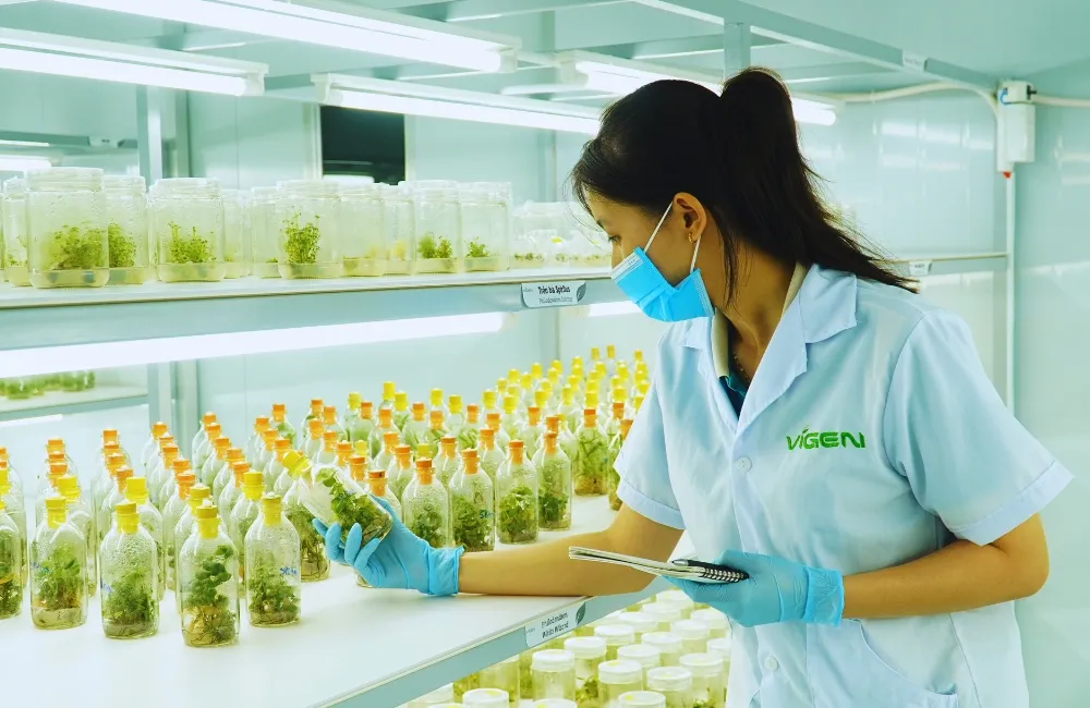 Cây giống cấy mô tại ViGen