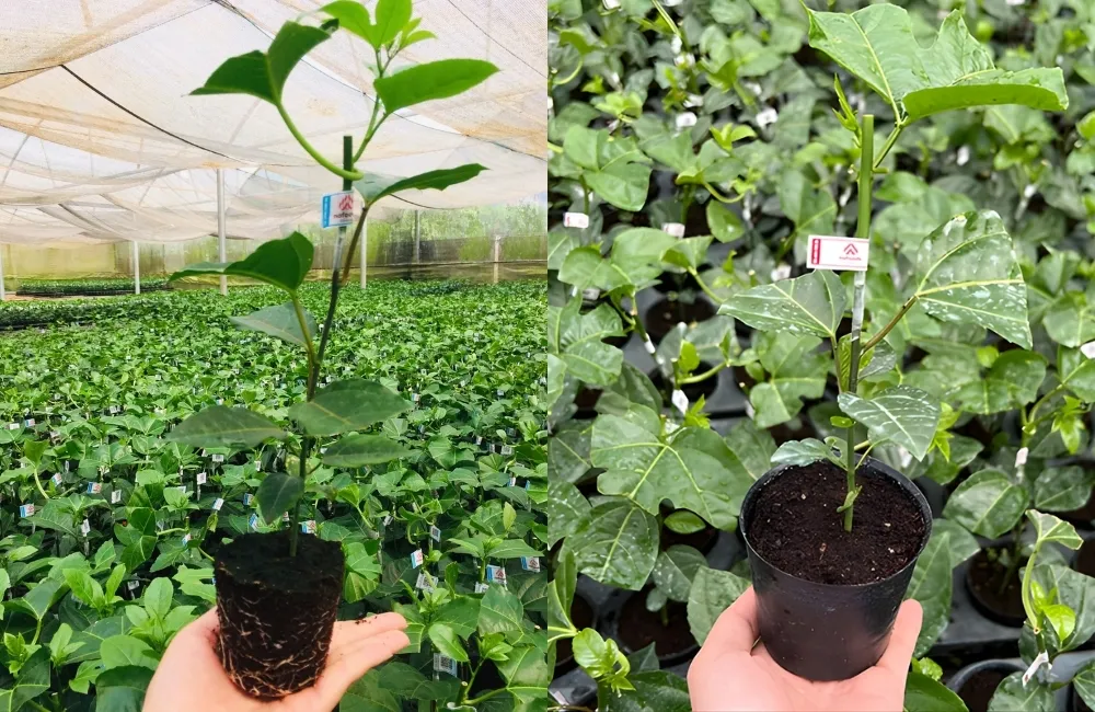 Các dòng cây giống chanh đang có tại ViGen