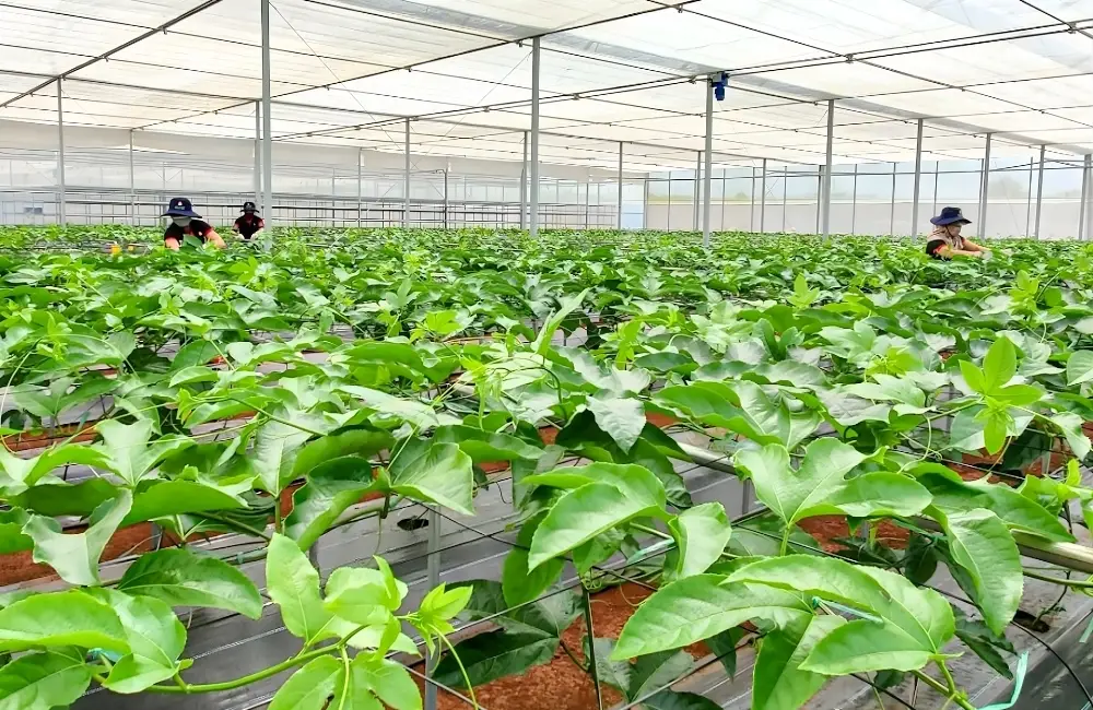Vì sao nên chọn mua cây giống chanh tại ViGen?
