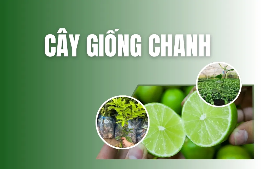 cây giống nhanh
