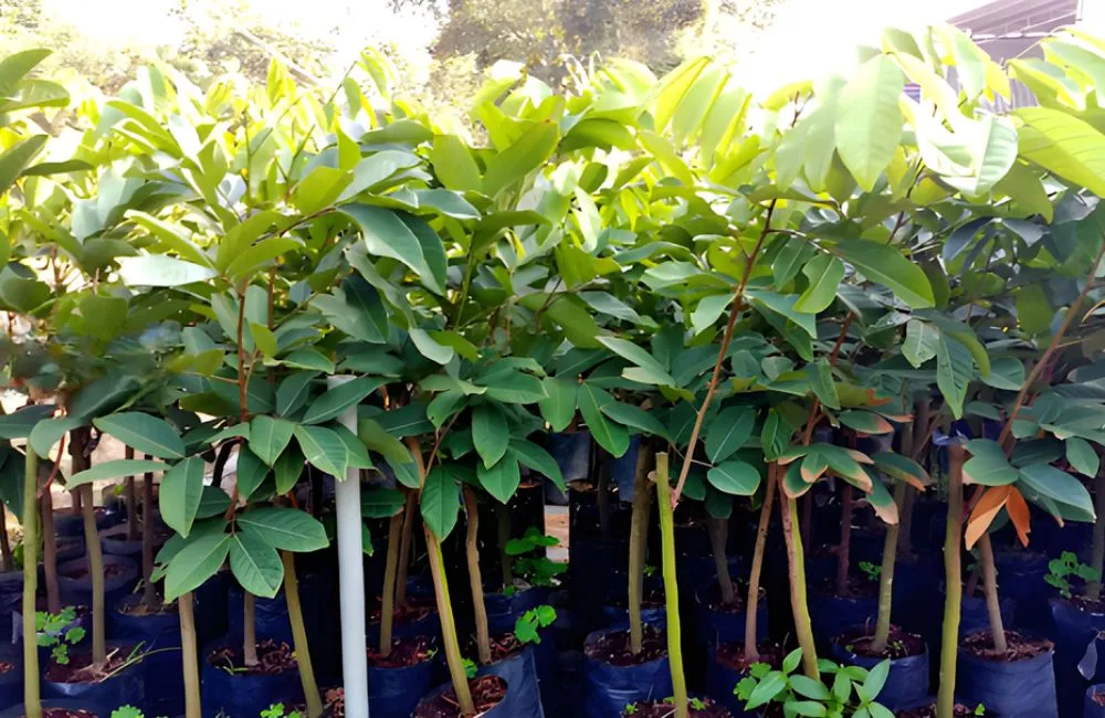 Cây giống chôm chôm ghép