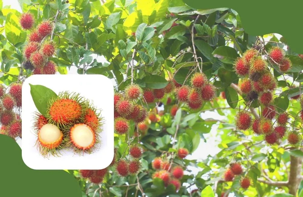 Cây giống chôm chôm tại ViGen