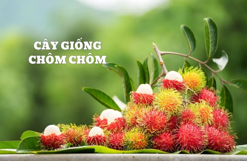 Cây giống chôm chôm