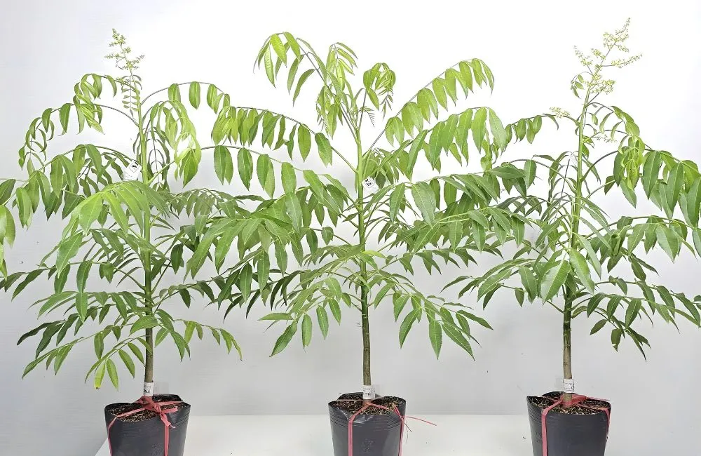 Cây giống cóc Thái nhỏ tại ViGen